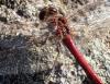 Sympetrum vulgatum